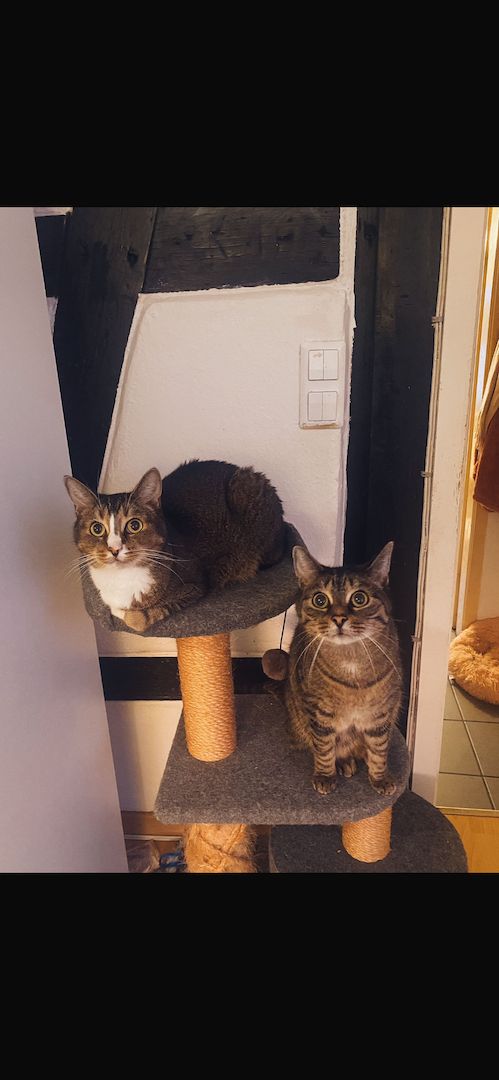 Zwei Katzenbrüder suchen ein Zuhause!