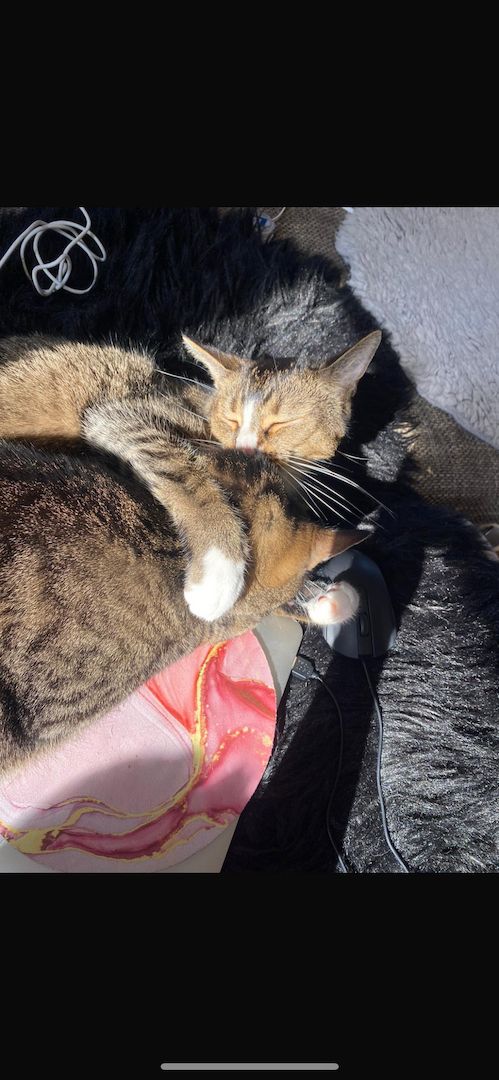 Zwei Katzenbrüder suchen ein Zuhause!