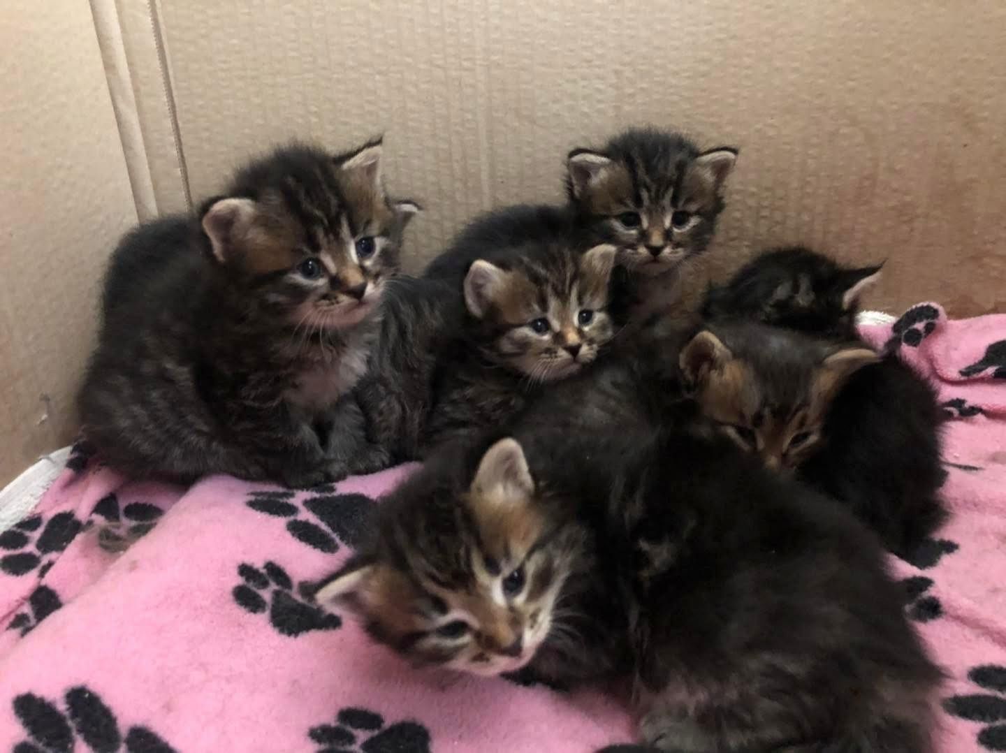 Sibirische Katzenbabys abzugeben