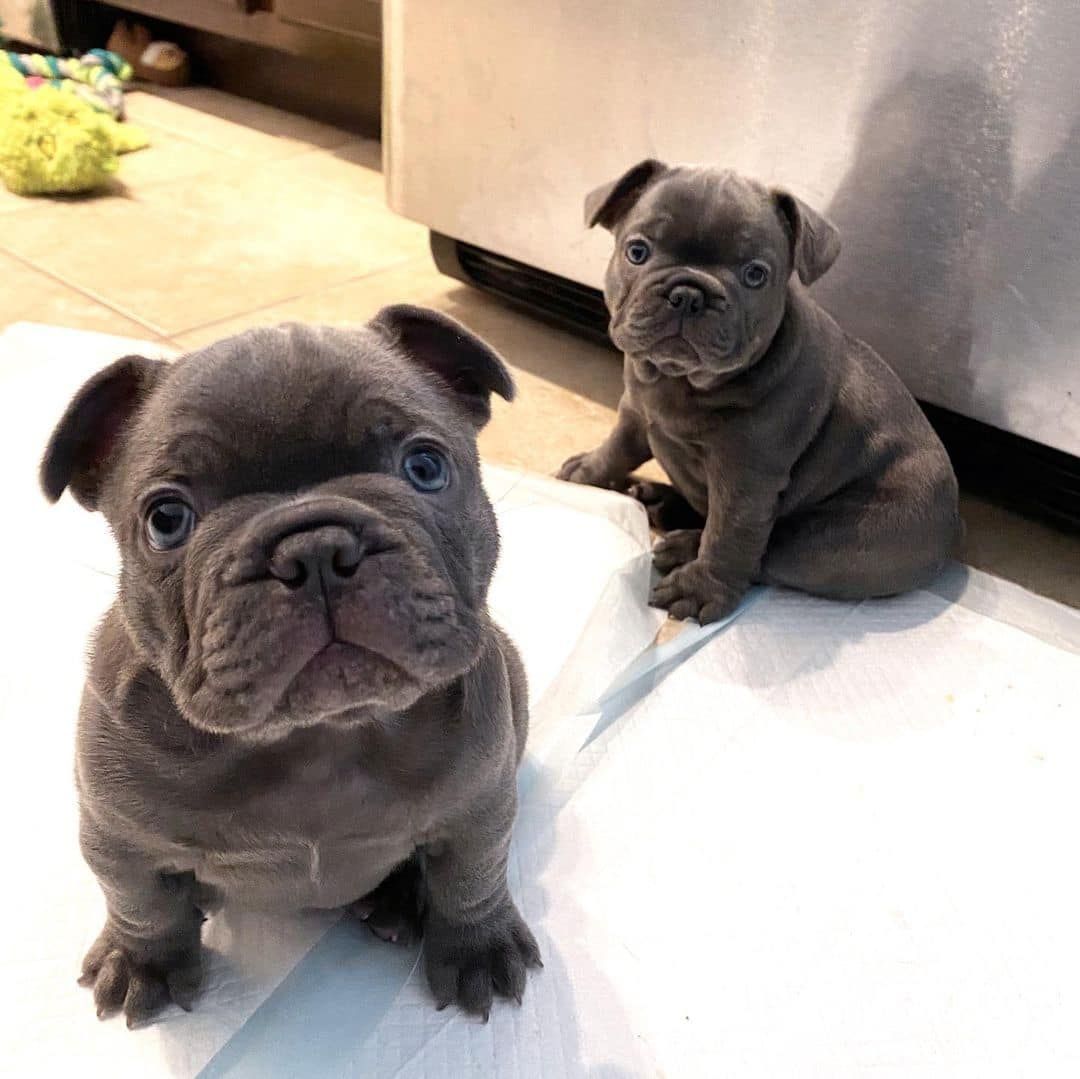 Französische Bulldoggenwelpen abzugeben.