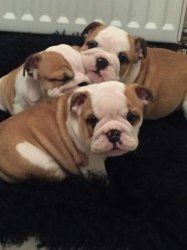 Englische Bulldoggenwelpen abzugeben.
