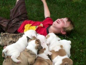 Englische Bulldoggenwelpen abzugeben.