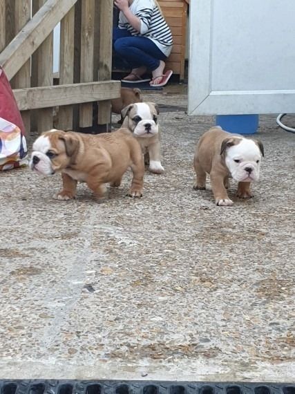 Englische Bulldoggenwelpen abzugeben.