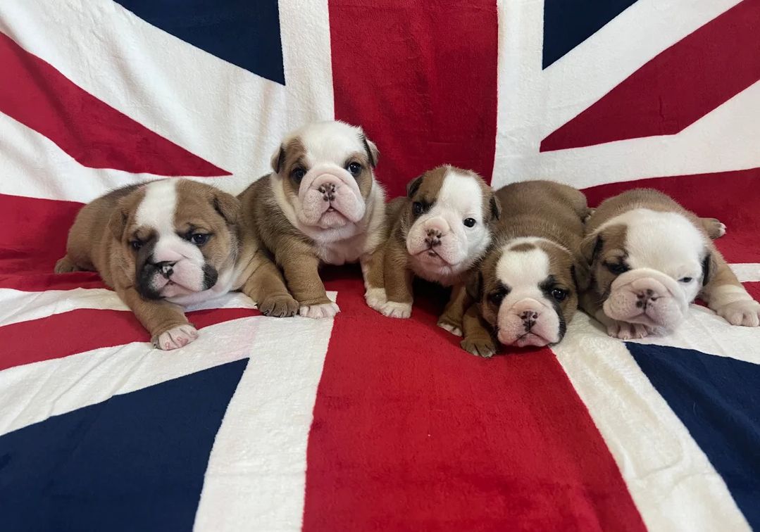 Englische Bulldoggenwelpen abzugeben.
