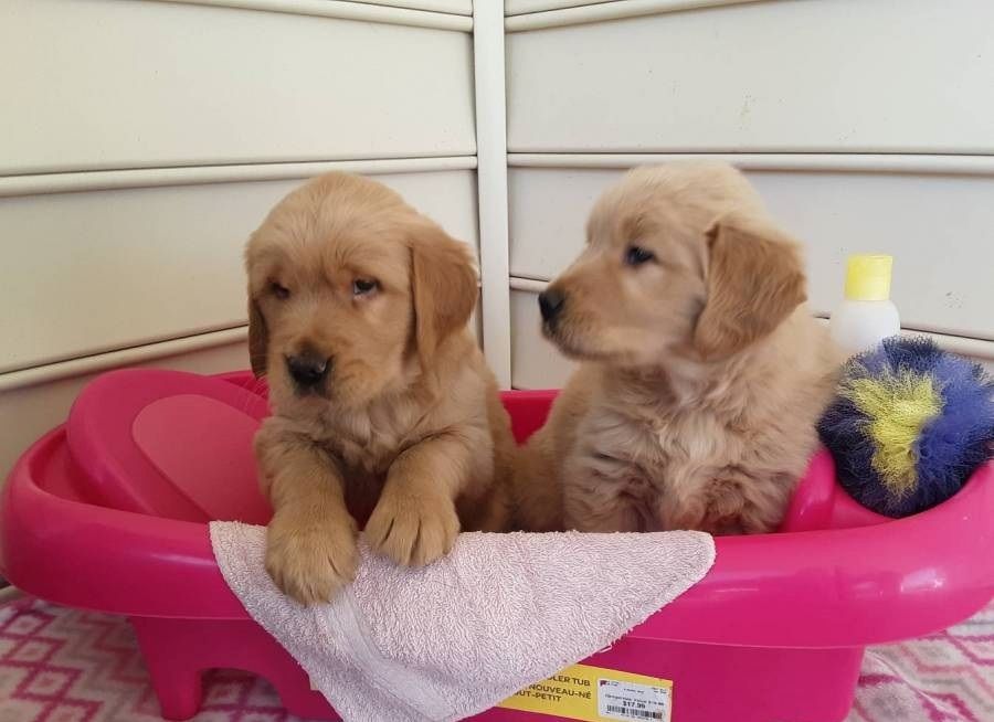 Golden Retriever Welpen