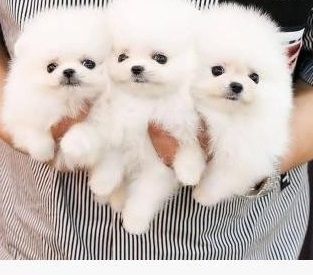Reinrassige Pomeranian Welpen