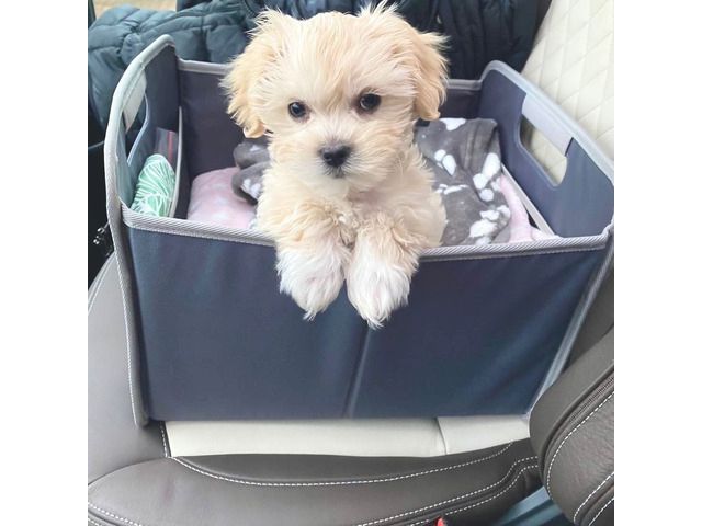 Süße Maltipoo-Welpen aus häuslicher Aufzucht