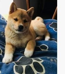 Shiba-Inu-Welpen