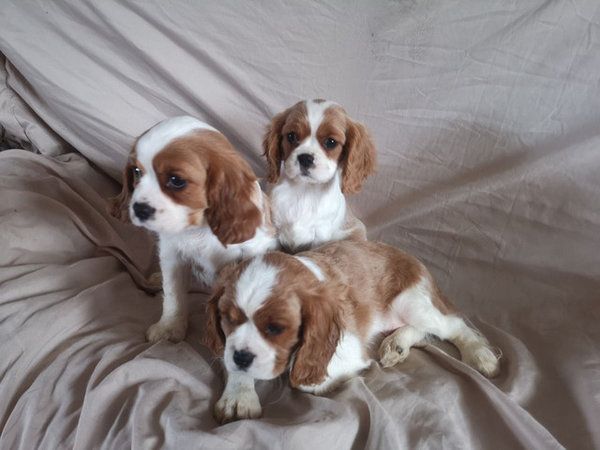 Zwei Cavalier King Ch arles Welpen abzugeben