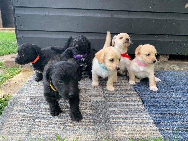 Wunderschöne Jackapoo Welpen suchen ein neues Zuhause