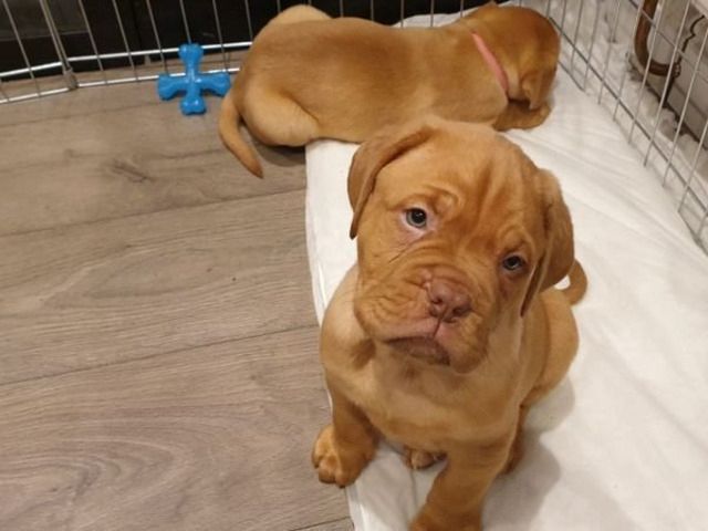 Bordeauxdoggenwelpen