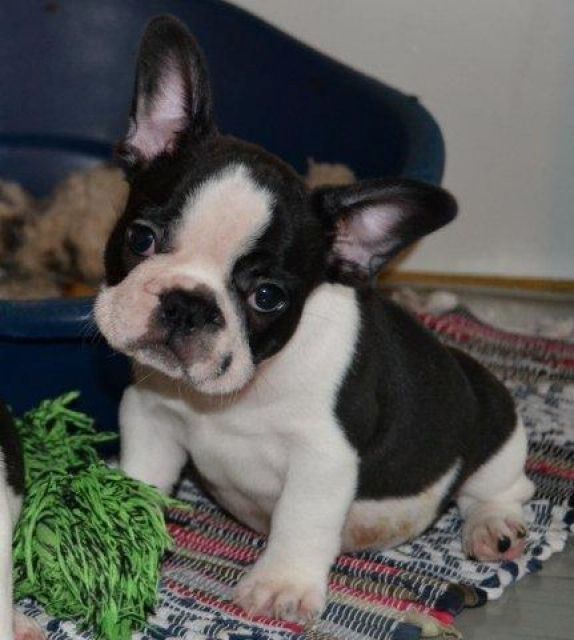 Bullterrierwelpen