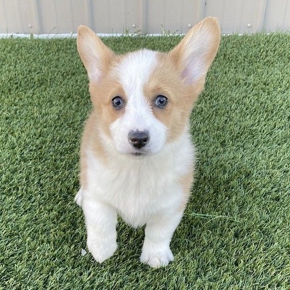 West Corgi-Welpen