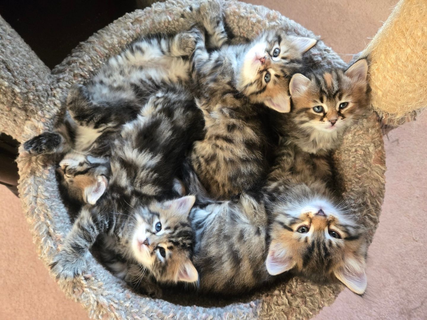 Sibirische Katzenbabys abzugeben.