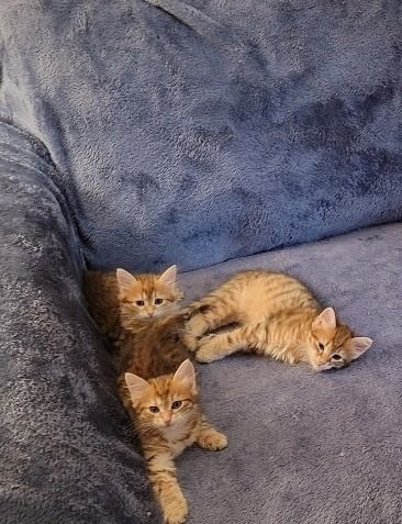 Sibirische Katzenbabys abzugeben.