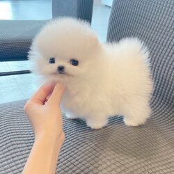 Pomeranian-Welpen abzugeben.