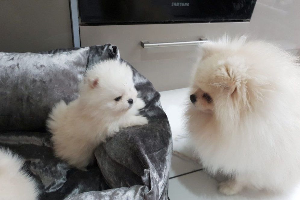 Pomeranian-Welpen abzugeben.
