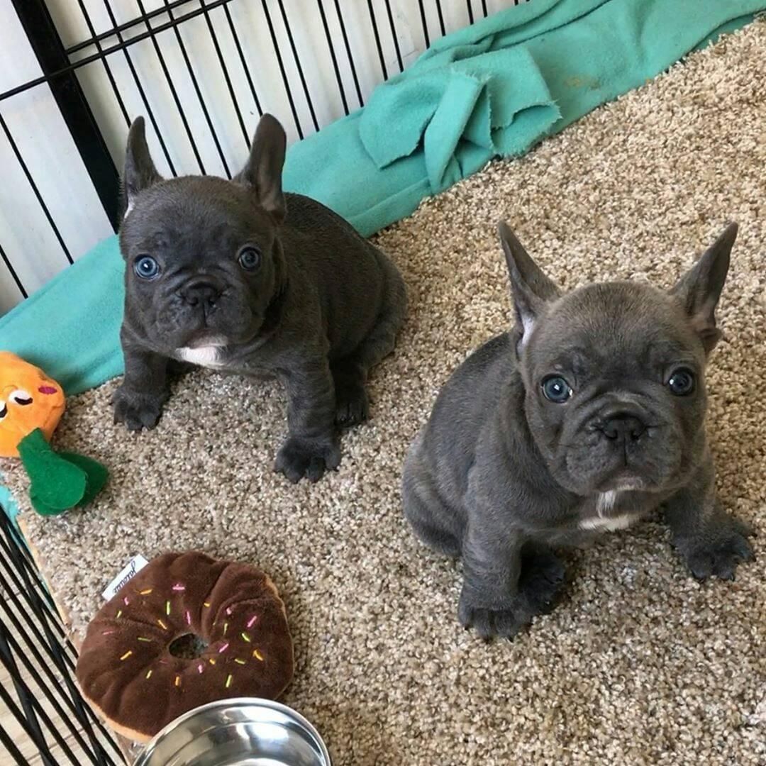 Französische Bulldoggenwelpen suchen ein neues Zuhause.