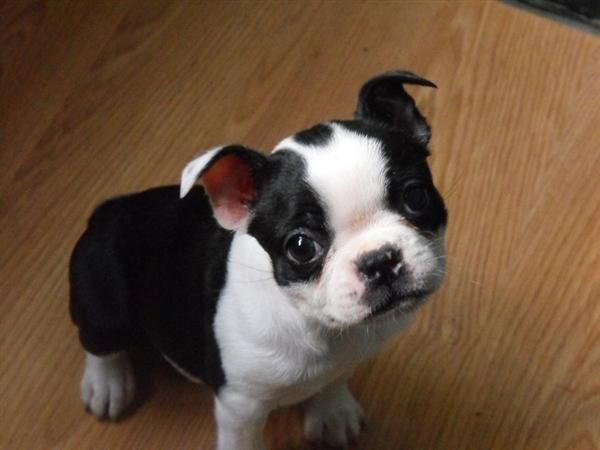 Boston-Terrier-Welpen. WhatsApp: +44 7469 456352