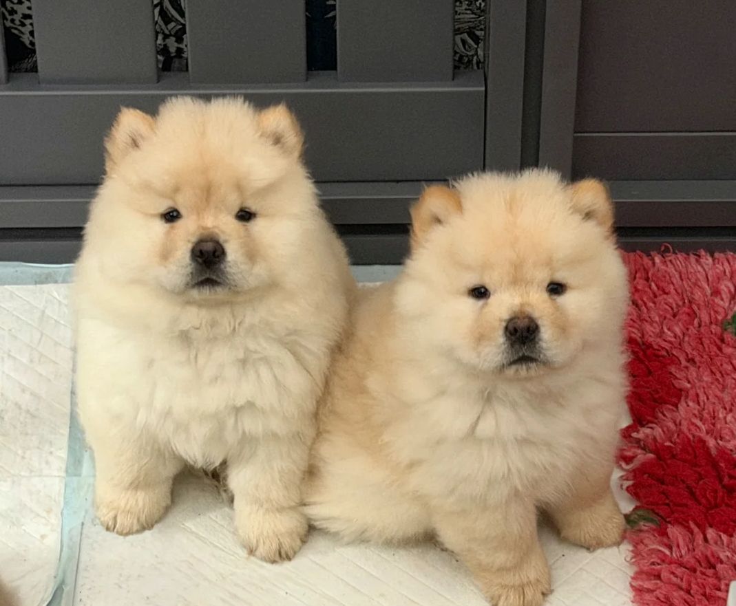 Chow-Chow-Welpen abzugeben.