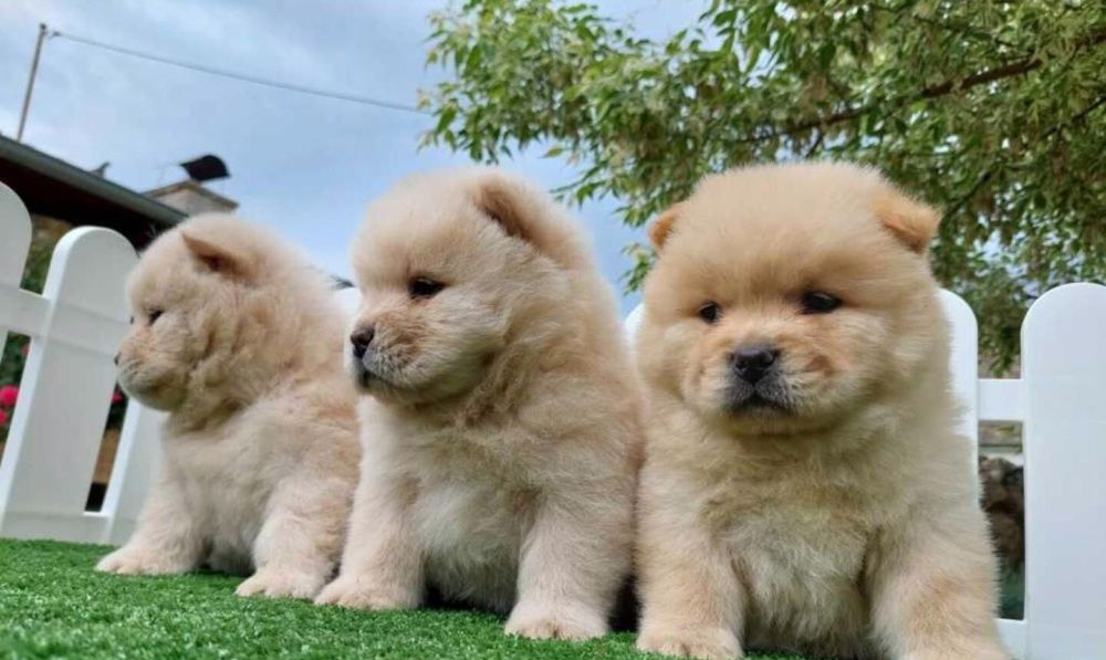 Chow-Chow-Welpen abzugeben.