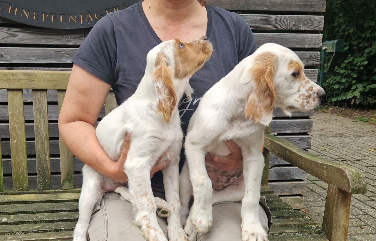 Englische Setter Welpen. WhatsApp: +44 7469 456352