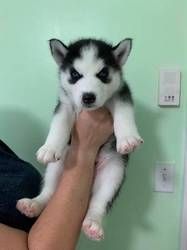 Siberian Husky Welpen. WhatsApp: +44 7469 456352