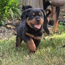 Rottweiler-Welpen. WhatsApp: +44 7469 456352