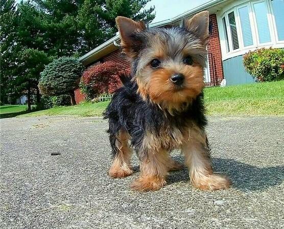 Yorkshire Terrier Welpen. WhatsApp: +44 7469 456352