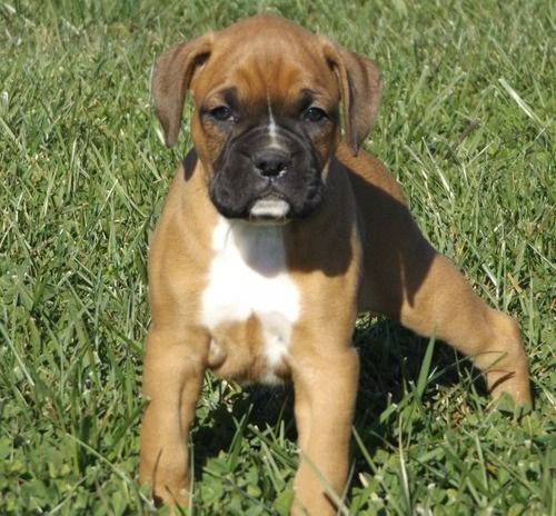 Boxer-Welpen. WhatsApp: +44 7469 456352