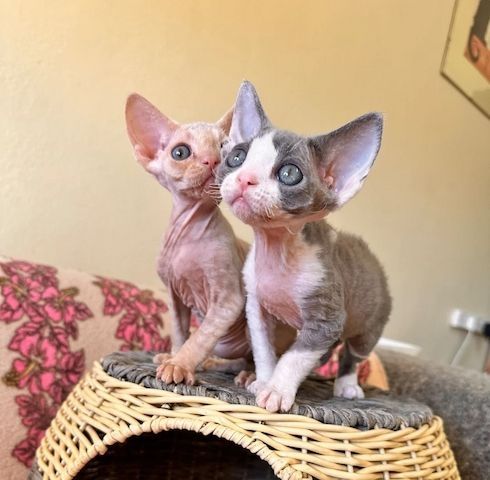 Devonshire-Katzen