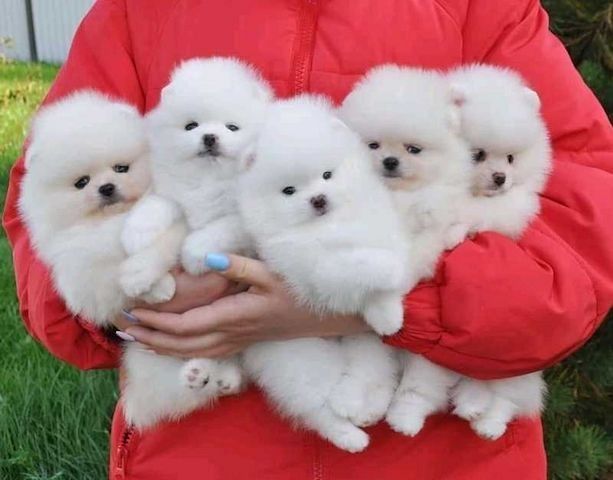 Pomeranian-Welpen zur Vermittlung verfügbar.