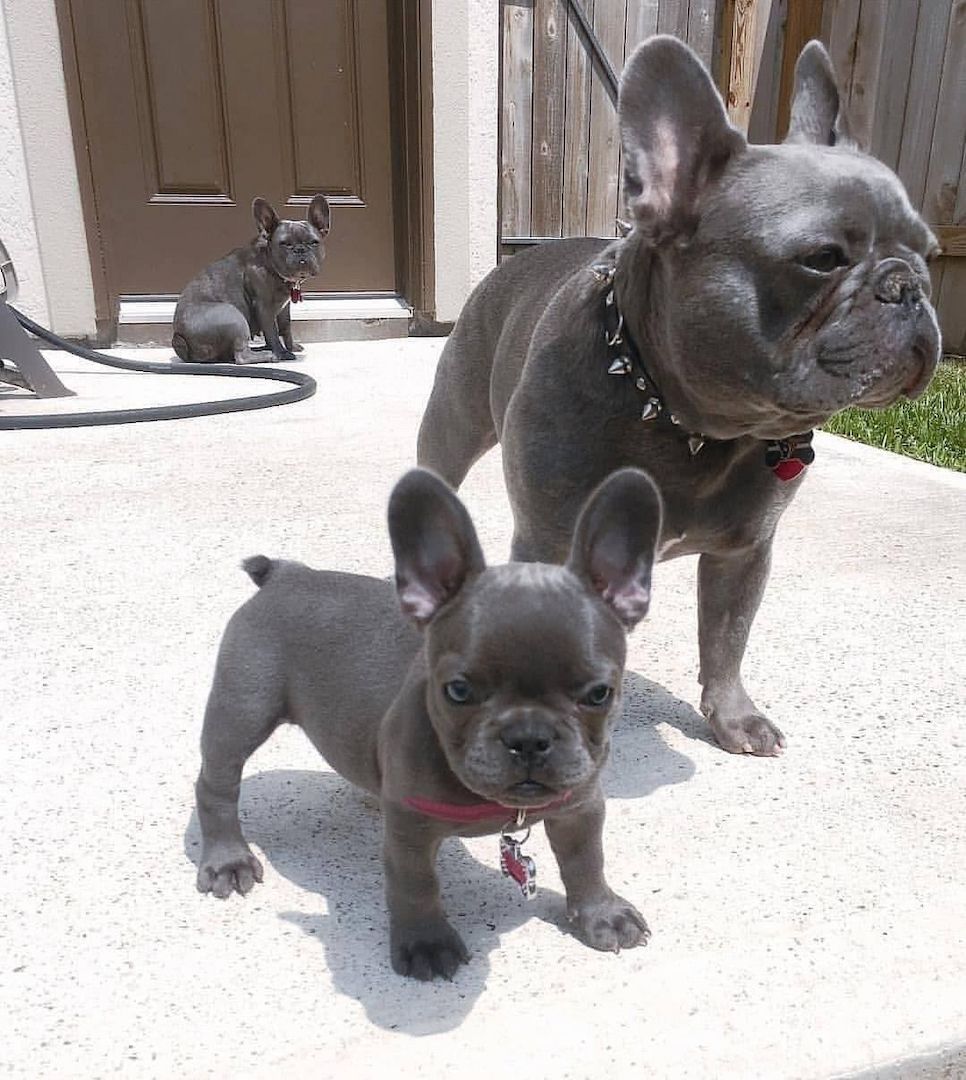 Französische Bulldoggenwelpen suchen ein neues Zuhause.