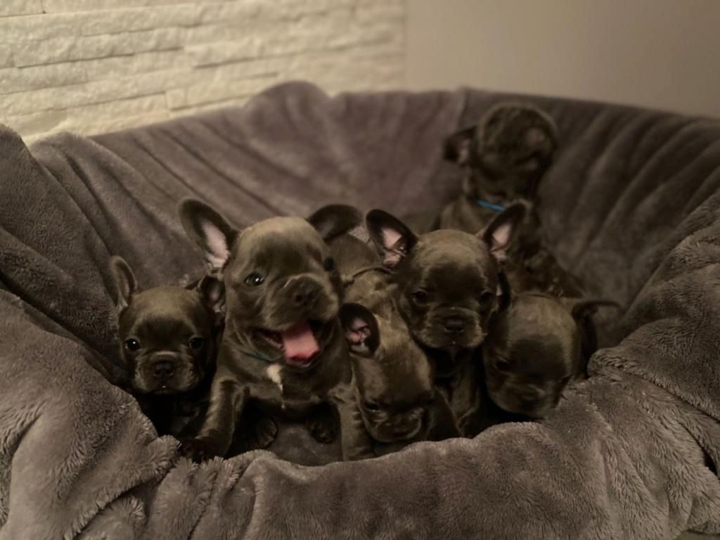 Französische Bulldoggenwelpen suchen ein neues Zuhause.