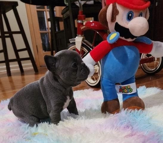 Französische Bulldoggenwelpen suchen ein neues Zuhause.