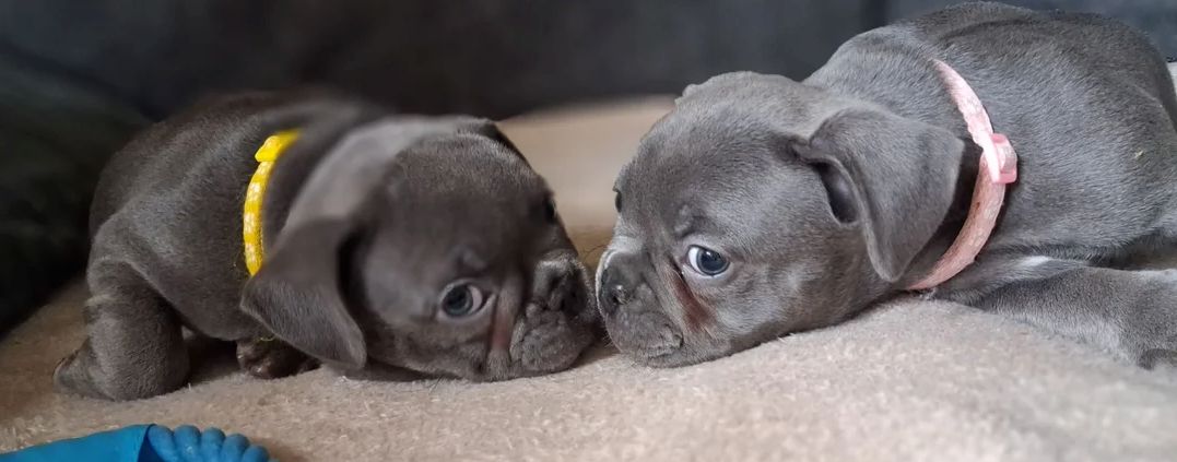 Französische Bulldoggenwelpen suchen ein neues Zuhause.