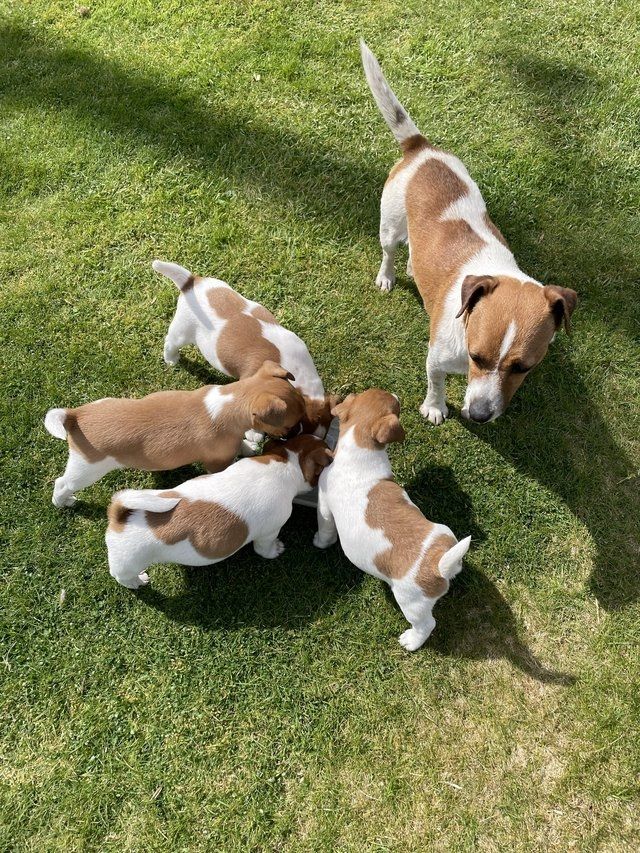 Jack-Russell-Welpen zu vermitteln.
