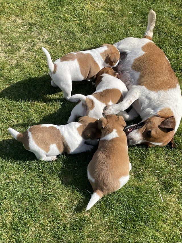 Jack-Russell-Welpen zu vermitteln.