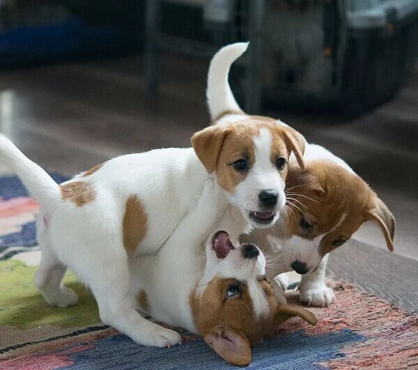 Jack-Russell-Welpen zu vermitteln.