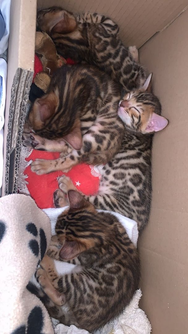 Bengalkitten