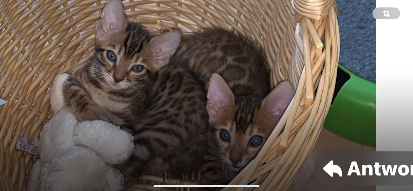 Bengalkitten