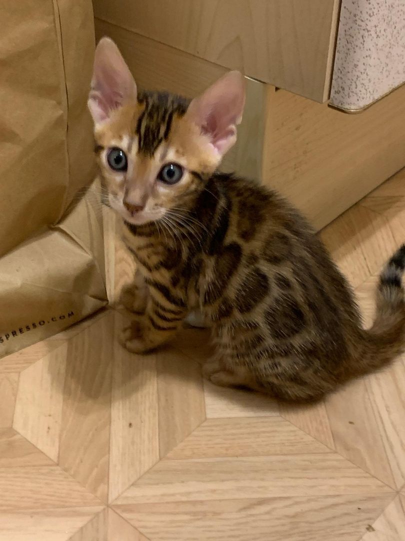 Bengalkitten