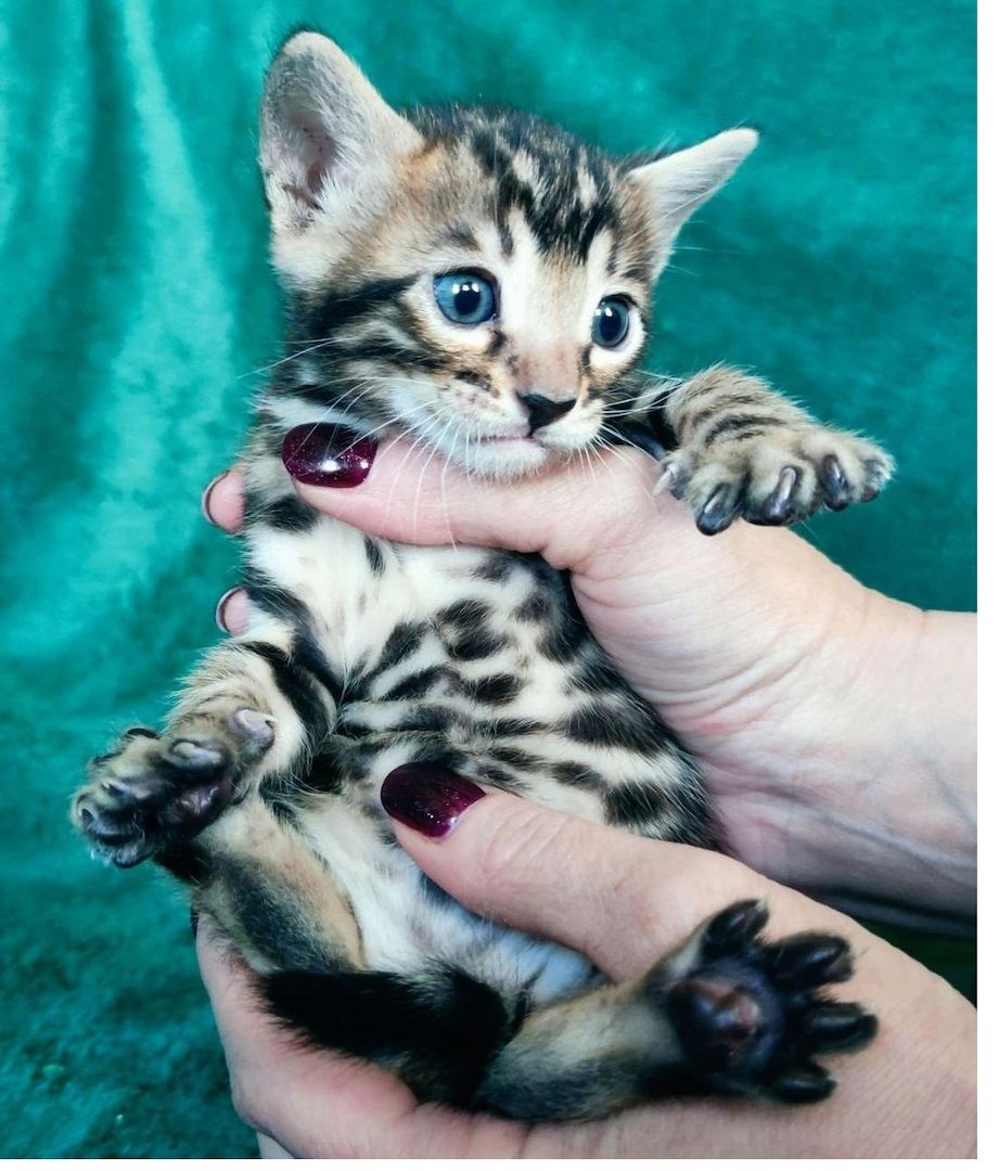 Reinrassige Bengal Kitten