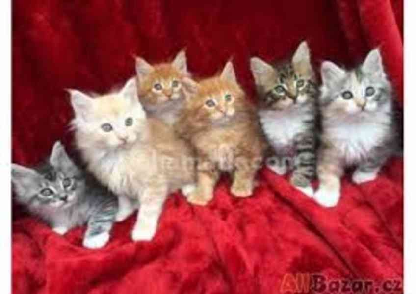 Maine Coon Kitten mit Stammbaum