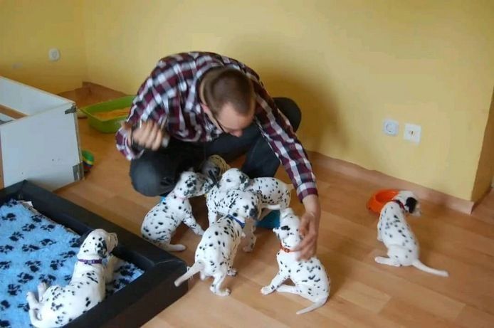 Reinrassige Dalmatiner-Welpen zur Vermittlung
