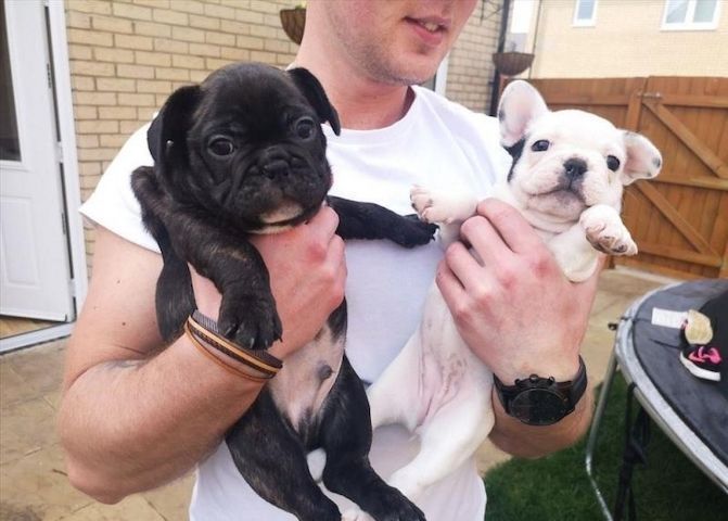 Französische Bulldogge Welpen