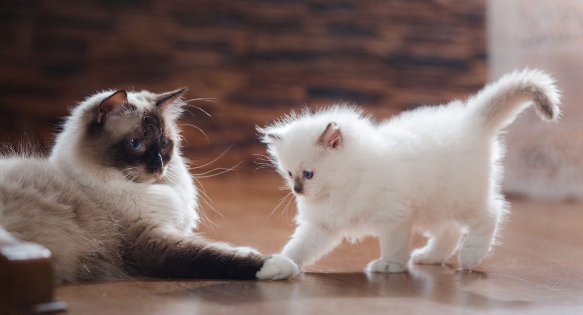 Ragdoll-Katzen-Kätzchen zu verkaufen. WhatsApp: +44 7469 456352