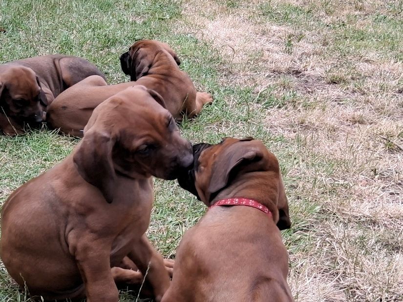 Rhodesian Ridgeback Welpen