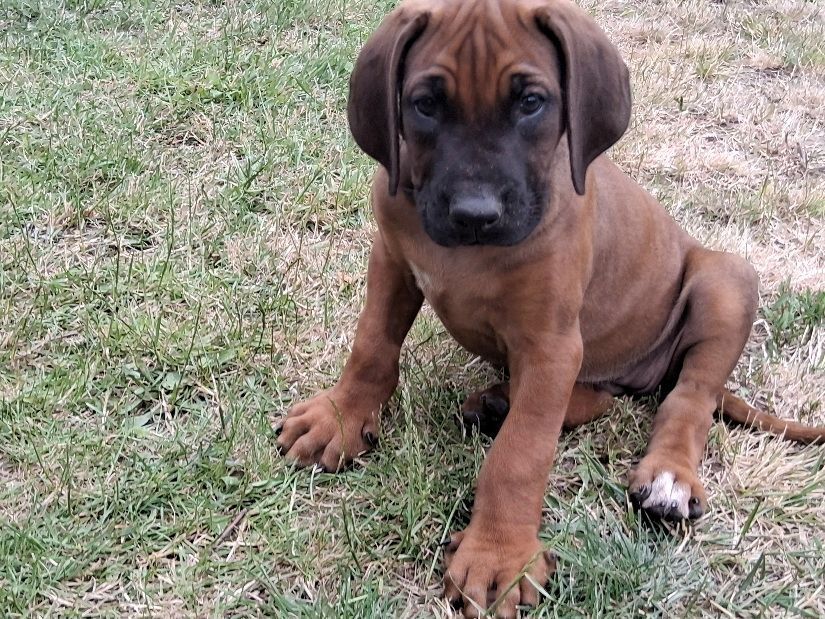 Rhodesian Ridgeback Welpen