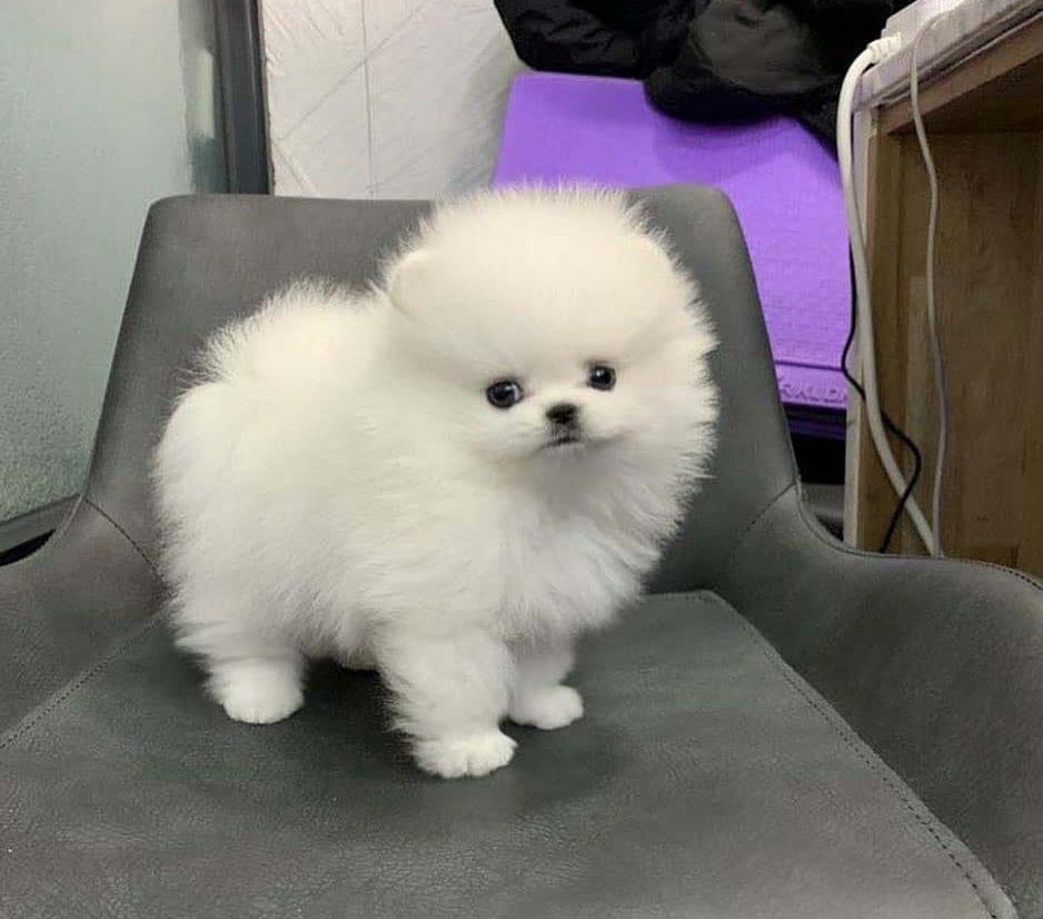 Pomeranian-Welpen. WhatsApp: +44 7469 456352